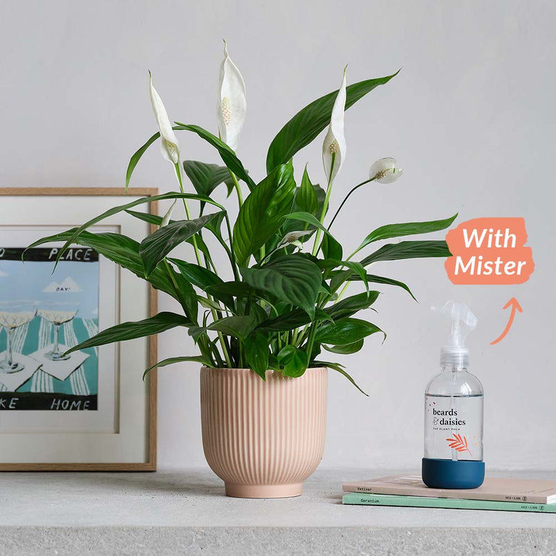 Peace Lily, Pot & Mister
