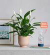 Peace Lily, Pot & Mister