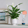 Peace Lily, Pot & Mister