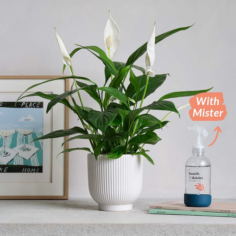 Peace Lily, Pot & Mister