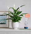 Peace Lily, Pot & Mister
