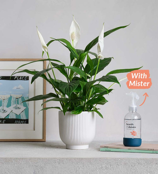 Peace Lily, Pot & Mister