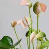 Peach Anthurium & Pot