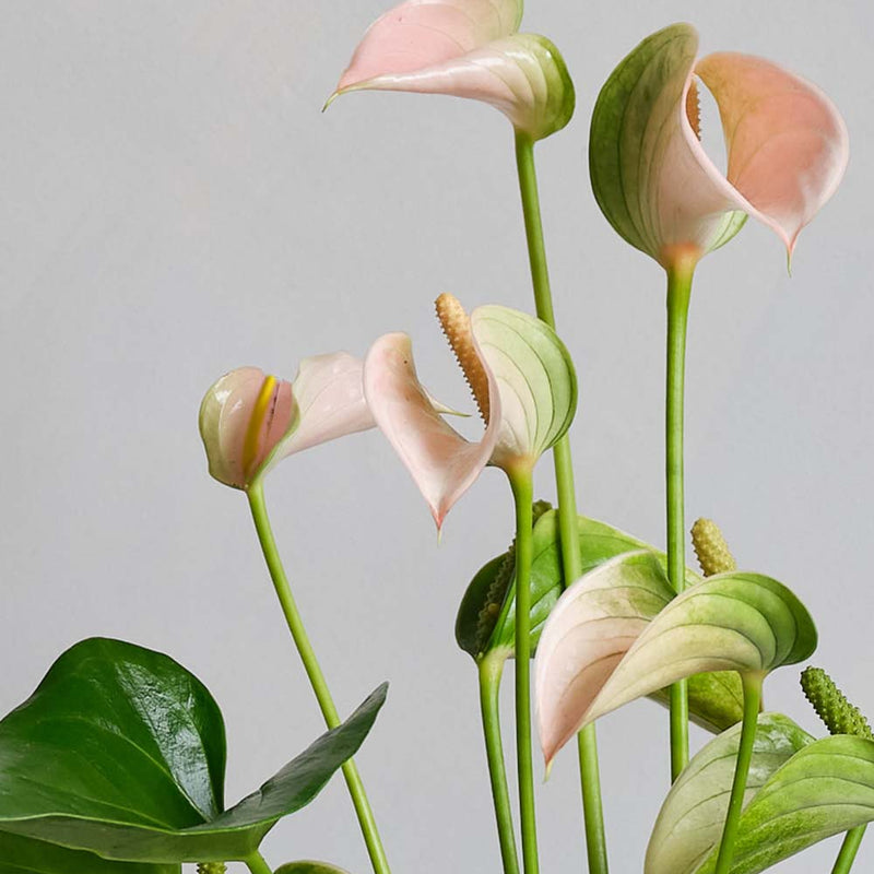 Peach Anthurium & Pot
