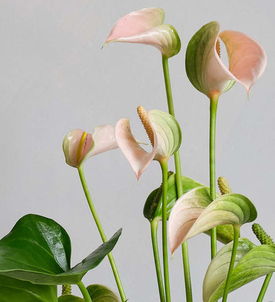 Peach Anthurium & Pot