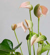 Peach Anthurium, Pot & Candle