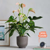 Peach Anthurium, Pot & Candle