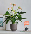 Peach Anthurium, Pot & Candle