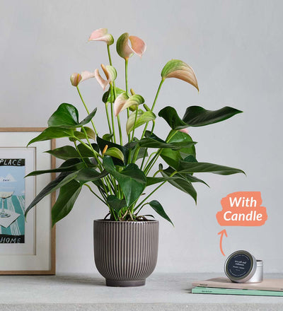 Peach Anthurium, Pot & Candle