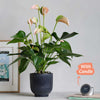 Peach Anthurium, Pot & Candle