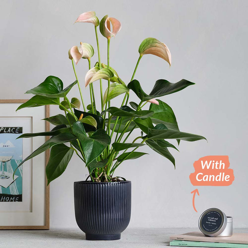 Peach Anthurium, Pot & Candle