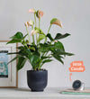 Peach Anthurium, Pot & Candle