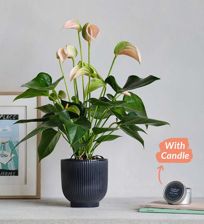 Peach Anthurium, Pot & Candle