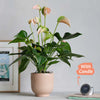 Peach Anthurium, Pot & Candle