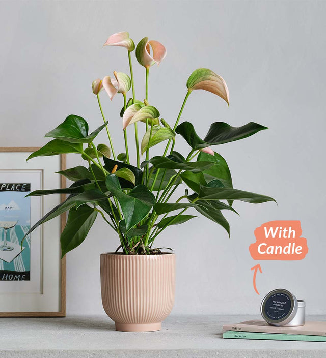 Peach Anthurium, Pot & Candle