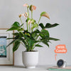 Peach Anthurium, Pot & Candle