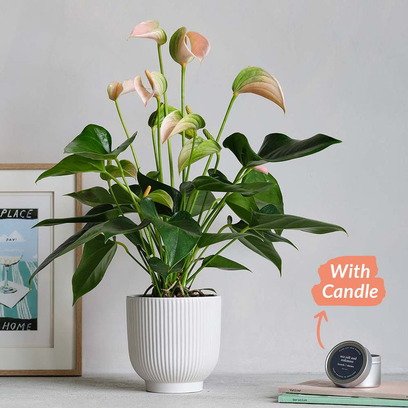 Peach Anthurium, Pot & Candle