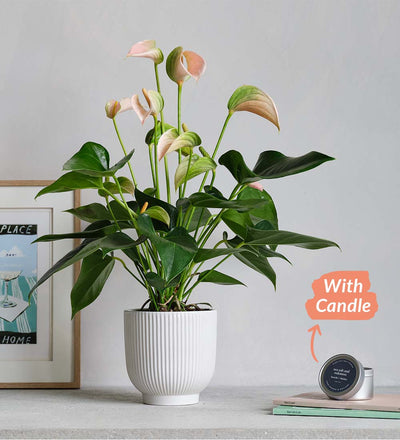 Peach Anthurium, Pot & Candle