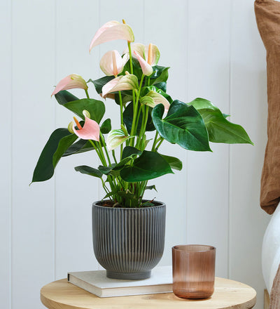 Peach Anthurium in Ceramic Pot