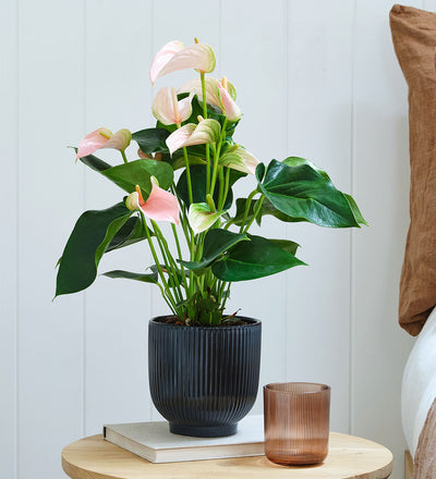 Peach Anthurium in Ceramic Pot