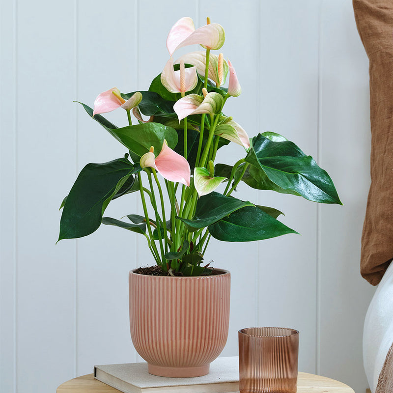 Anthurium