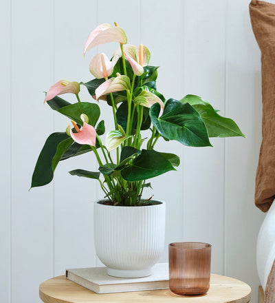 peach anthurium care Peach Anthurium in Ceramic Pot