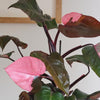 Rare Philodendron Pink Princess