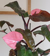 Rare Philodendron Pink Princess