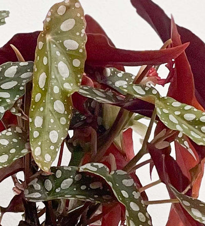 Polka Dot Begonia & Pot