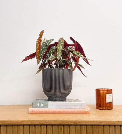 Polka Dot Begonia & Pot