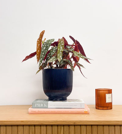 Polka Dot Begonia & Pot