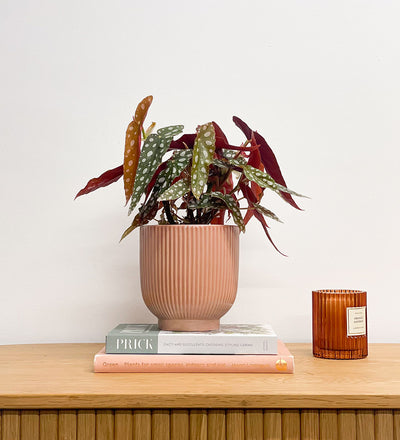 Polka Dot Begonia & Pot