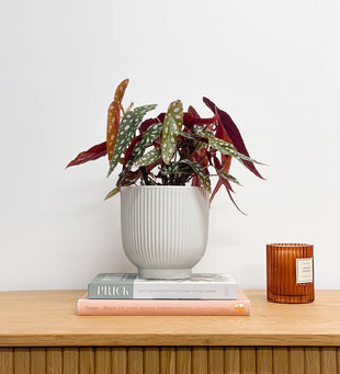 Polka Dot Begonia & Pot