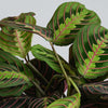 Prayer Plant, Pot & Mister