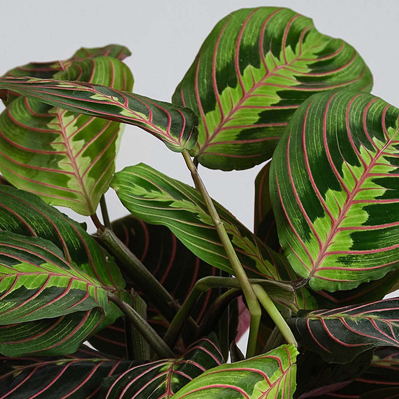 Prayer Plant, Pot & Mister