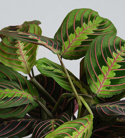 Prayer Plant, Pot & Mister