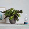 Prayer Plant, Pot & Mister