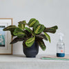 Prayer Plant, Pot & Mister