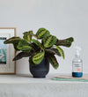 Prayer Plant, Pot & Mister