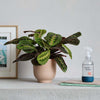 Prayer Plant, Pot & Mister