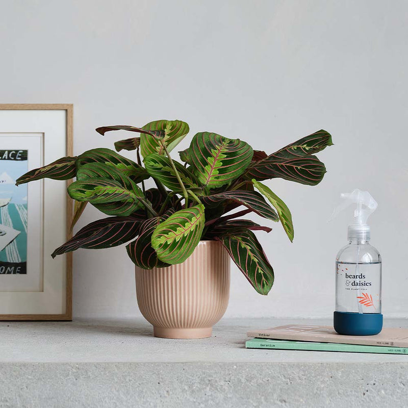Prayer Plant, Pot & Mister
