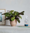 Prayer Plant, Pot & Mister