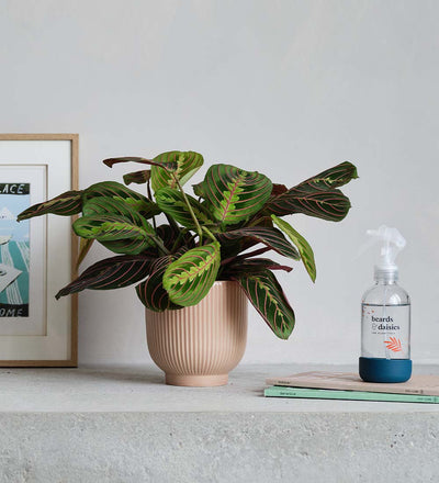 Prayer Plant, Pot & Mister