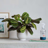 Prayer Plant, Pot & Mister