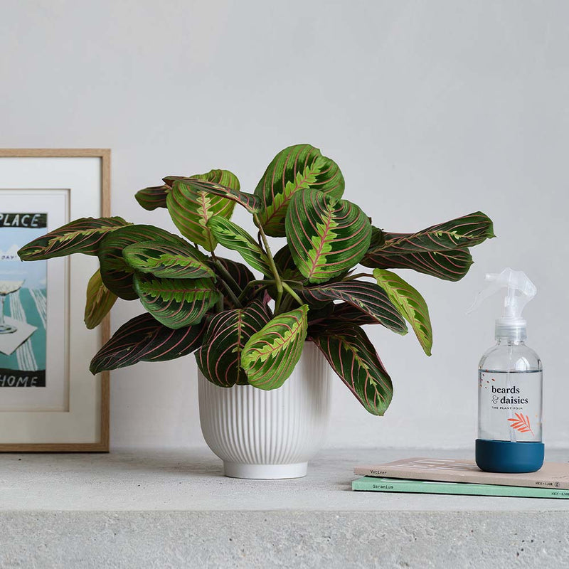 Prayer Plant, Pot & Mister