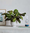 Prayer Plant, Pot & Mister