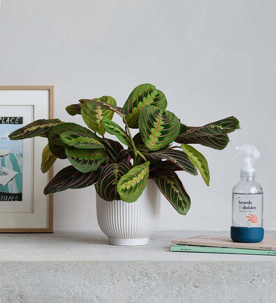 Prayer Plant, Pot & Mister