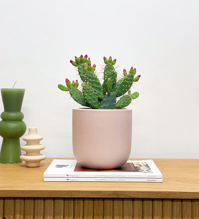 Prickly Pear Cactus & Pot