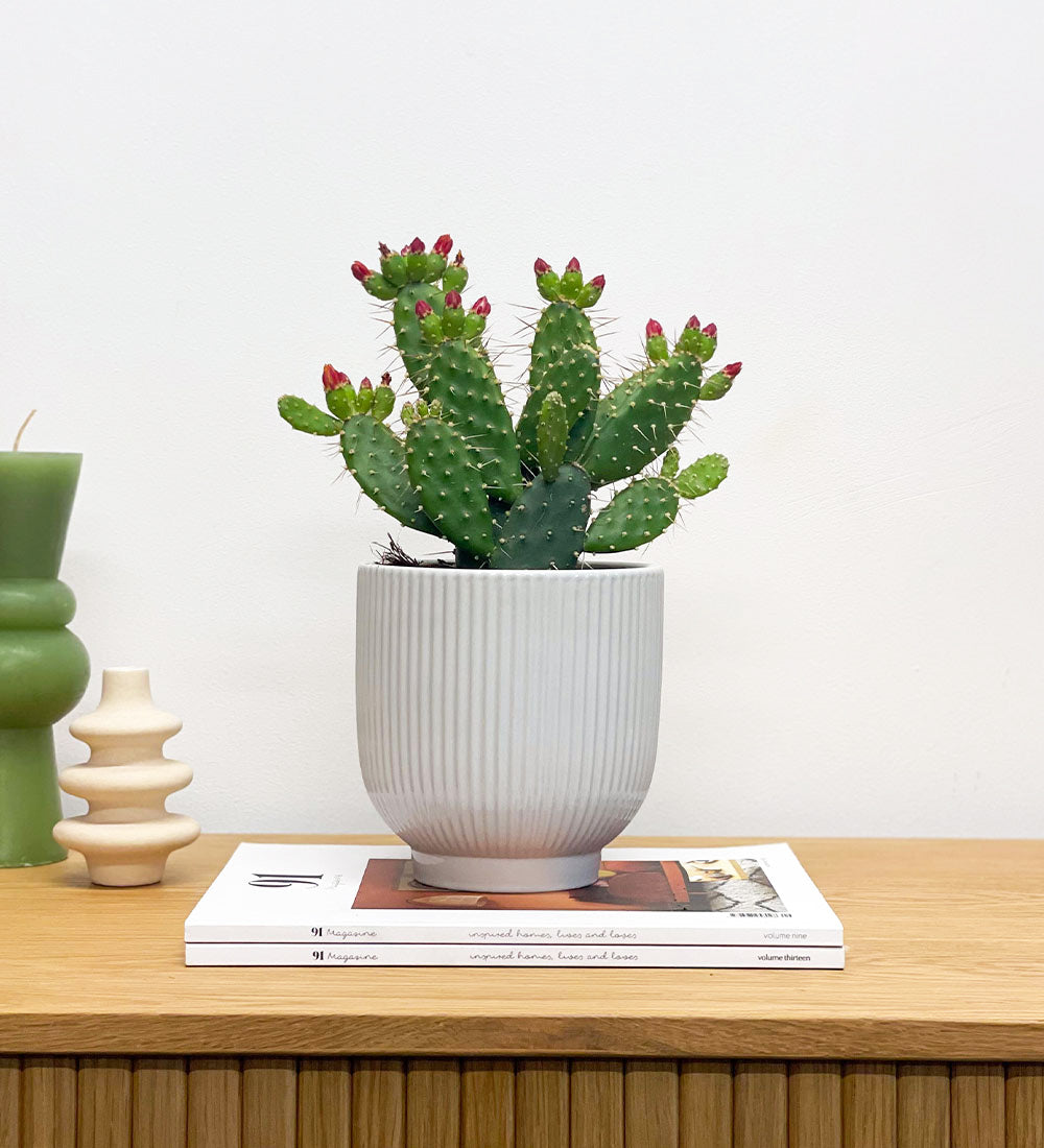 Prickly Pear Cactus & Pot