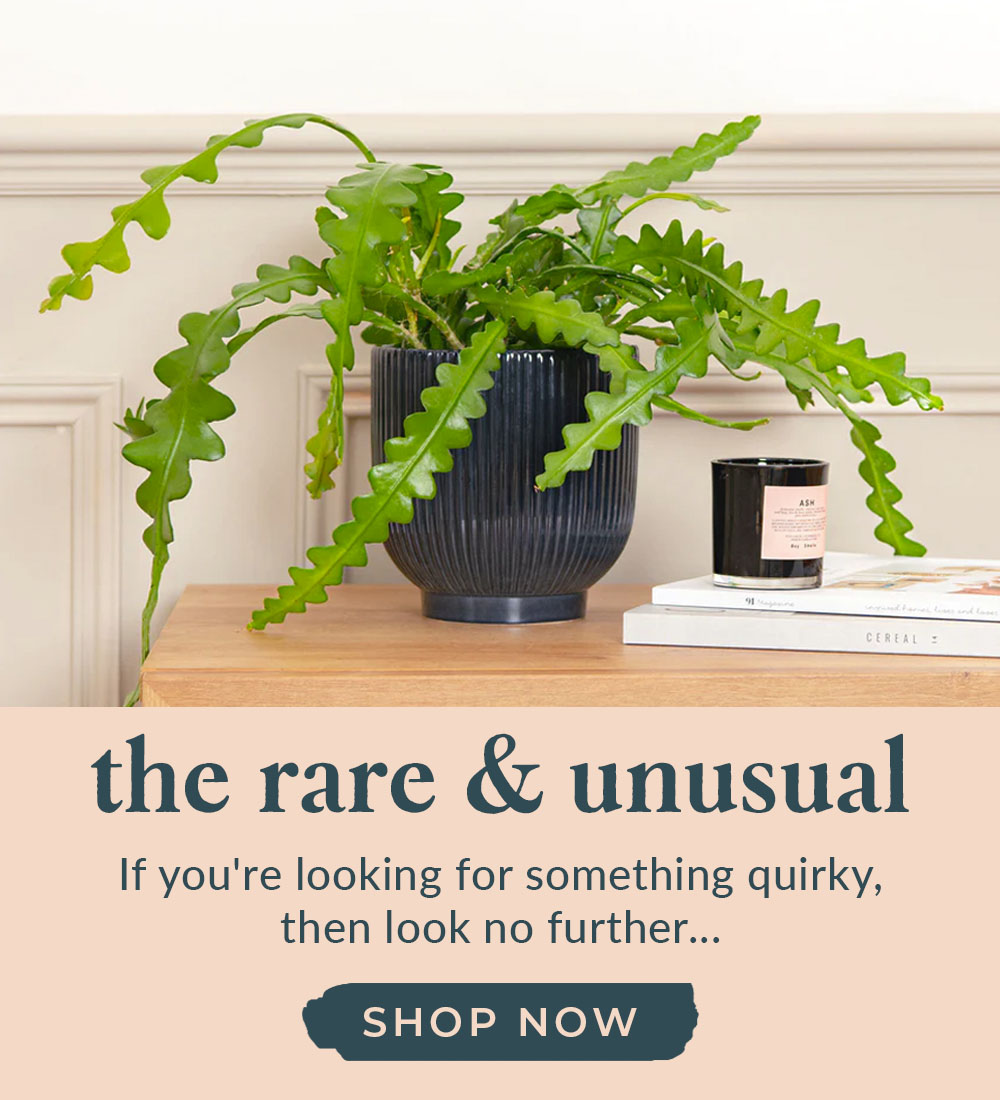 Unusual Plants Banner Product